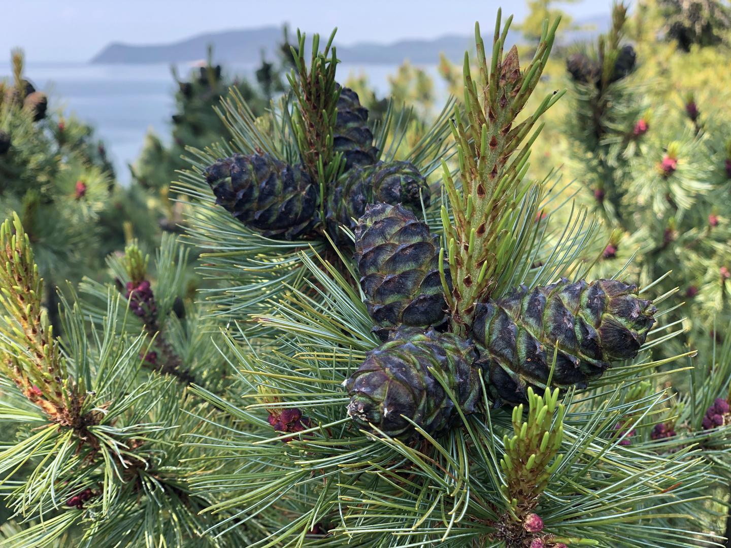 Байкал - фото 73